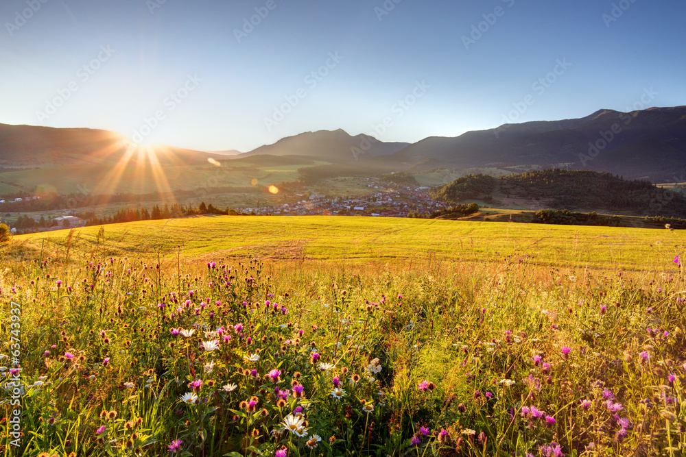 Obraz premium Wild flower meadow in mountain at sunrise