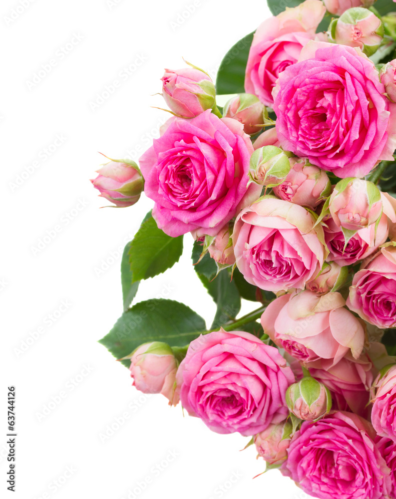 border of fresh pink roses close up border of fresh pink roses close up