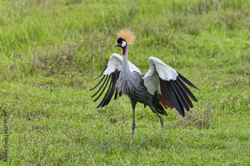 Tansania-Kronenkranich-14443