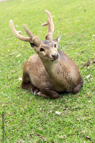 sika deer in the nature