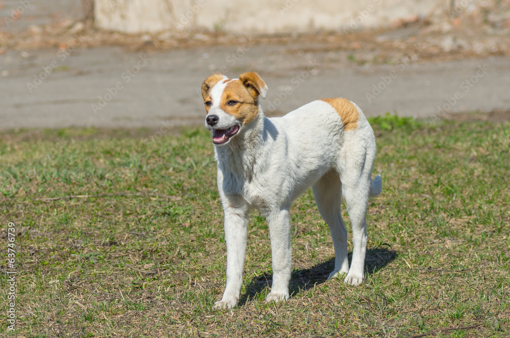 Young stray dog is watching for enemies Young stray dog is watching for enemies