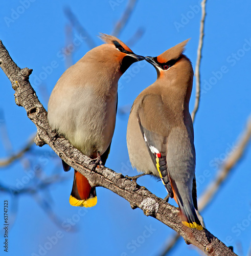 Bohemian Waxwing photo