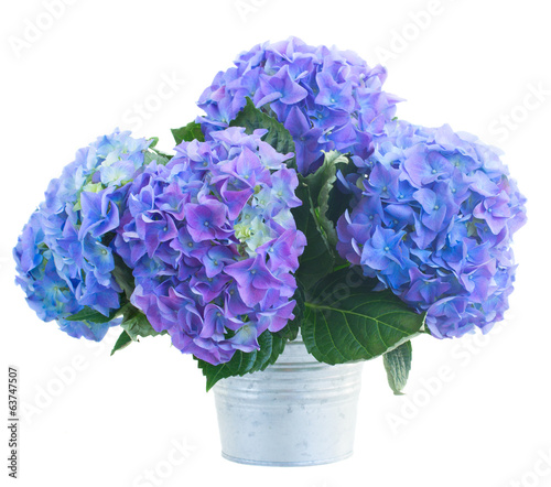 posy of blue hortensia flowers