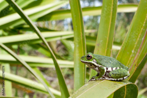 Barking Tree Frog photo