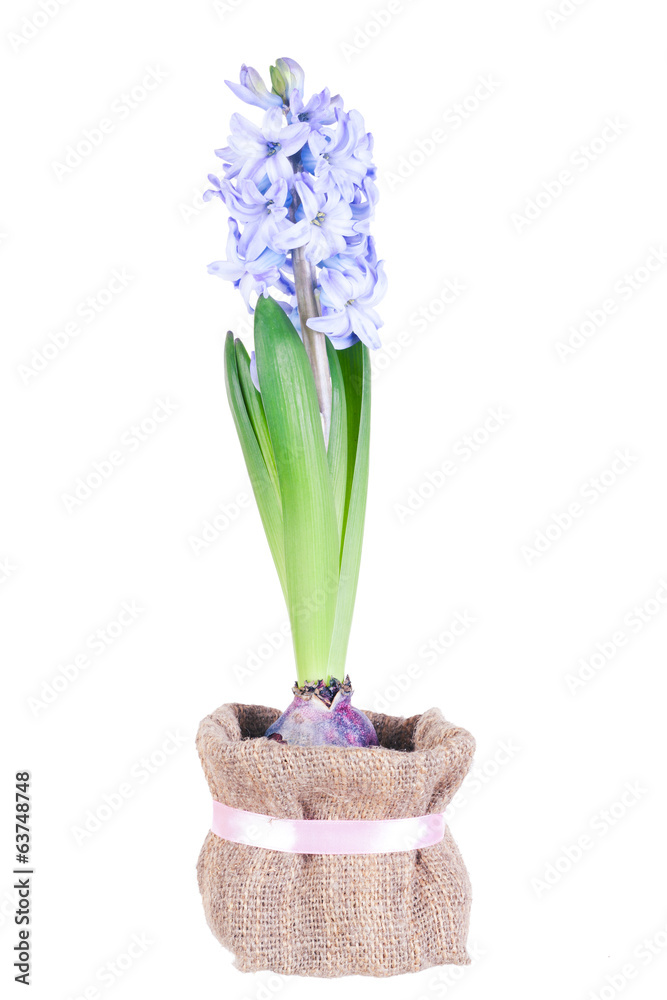 Fototapeta premium Blossoming blue hyacinth on a white background