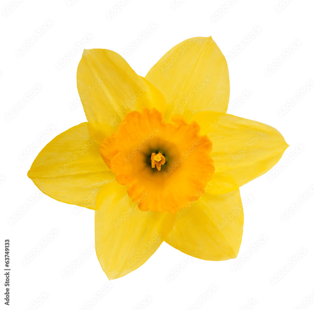 Yellow daffodil - obrazy, fototapety, plakaty 