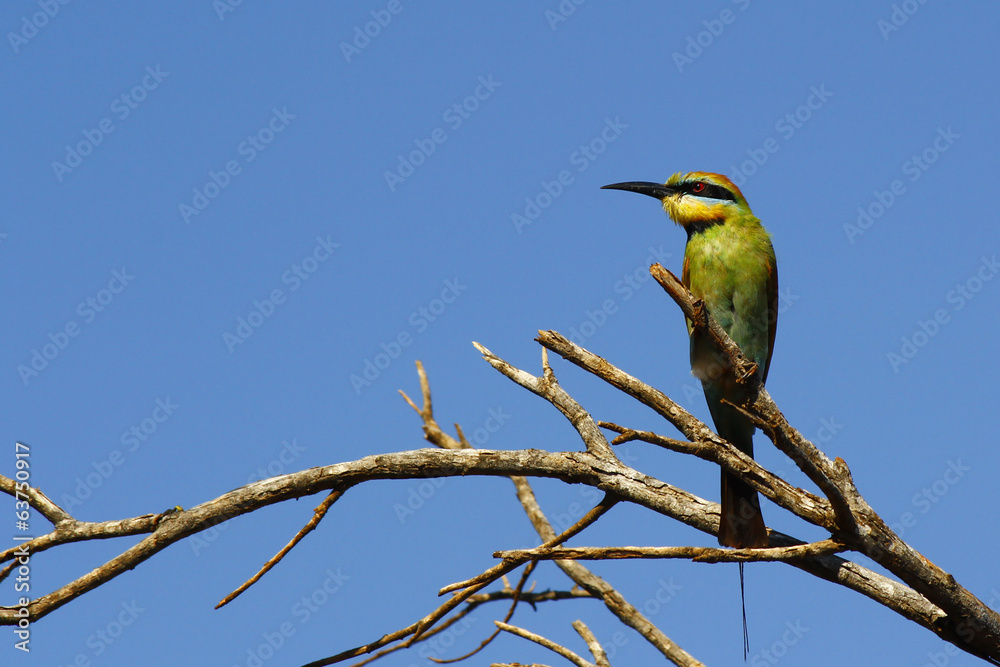 Naklejka premium Rainbow bee-eater