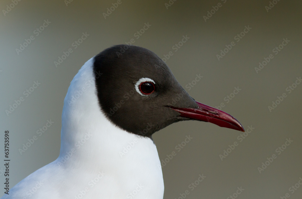 Fototapeta premium Black-headed gull