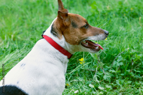 Fototapeta Naklejka Na Ścianę i Meble -  Portrait of a puppy jack russel