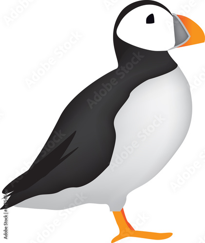 puffin illustration on white background
