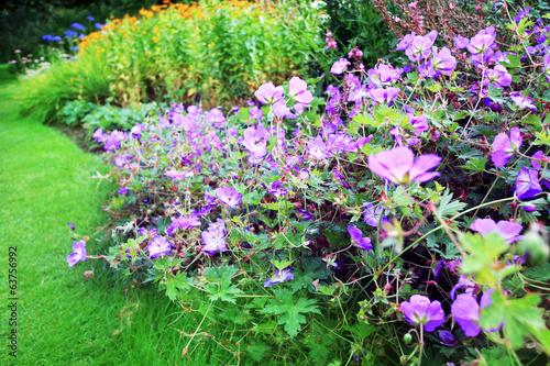 Purple geranium flowers in the garden photo