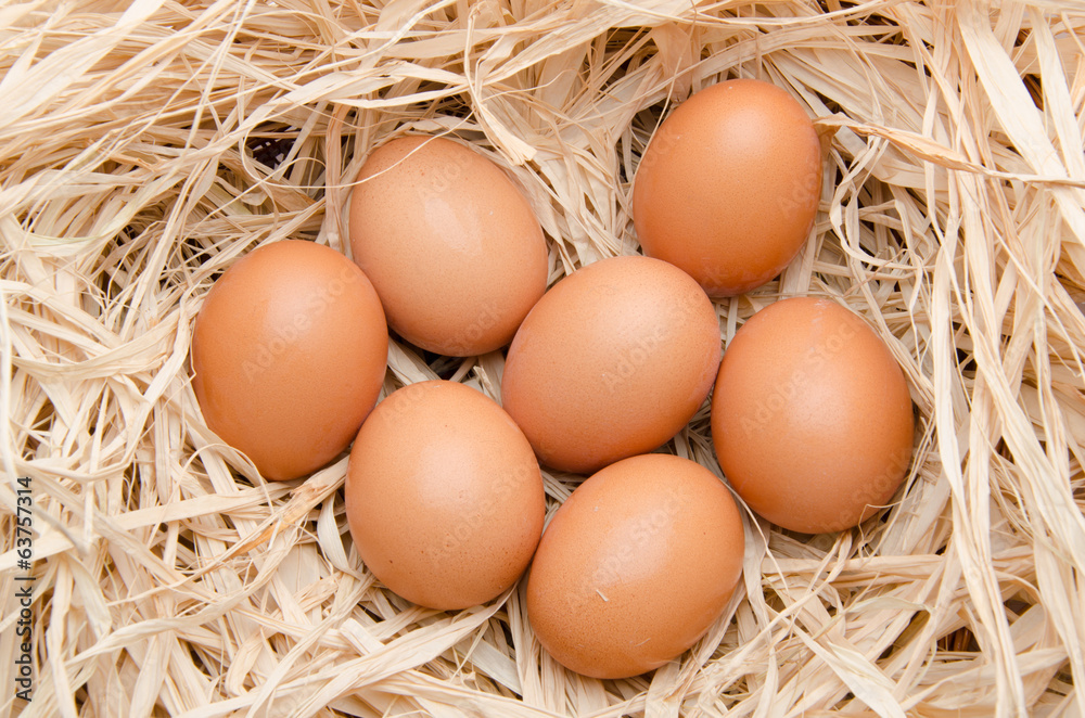 Eggs in a nest Eggs in a nest