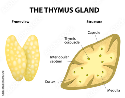 Thymus gland anatomy photo