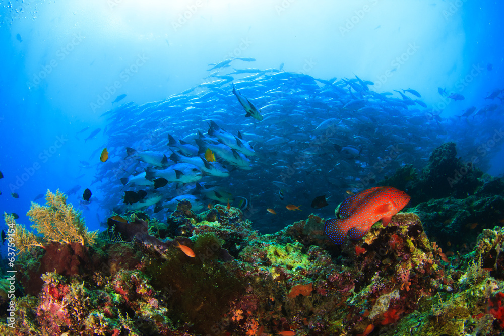 Obraz premium Coral Reef and School Bigeye Trevally fish