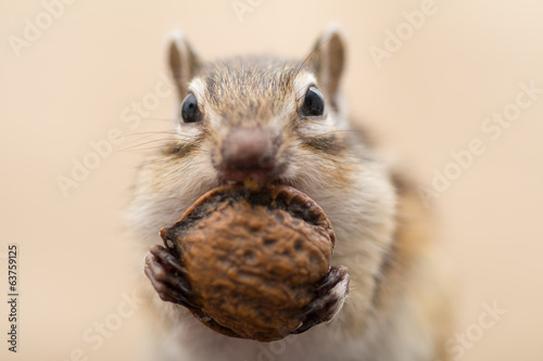 胡桃を食べるシマリス