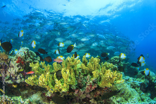 Fototapeta Naklejka Na Ścianę i Meble -  Coral Reef and School Bigeye Trevally fish