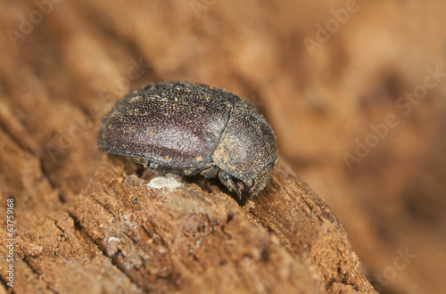 Aesalus scarabaeoides on wood  macro photo