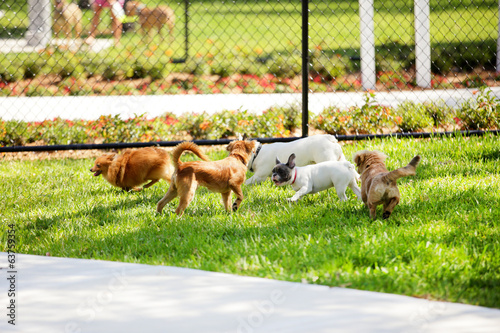 Stock image of a dog park