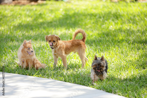 Stock image of puppies playing in the park