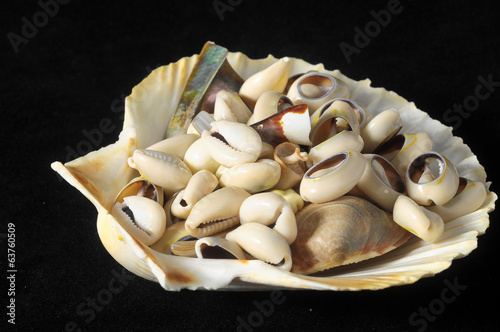 Sea Shell photo