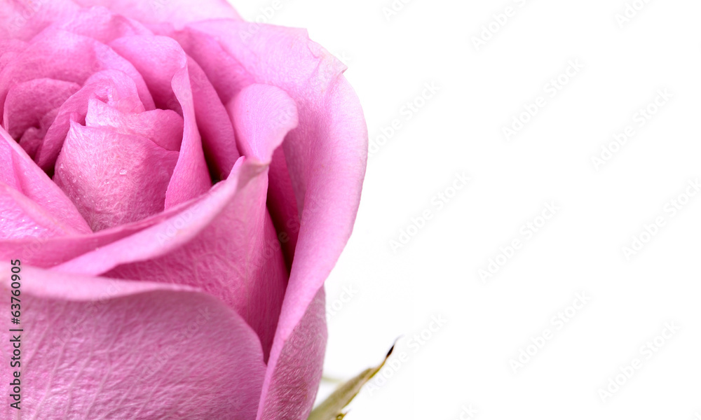 Close-up of a pink rose.