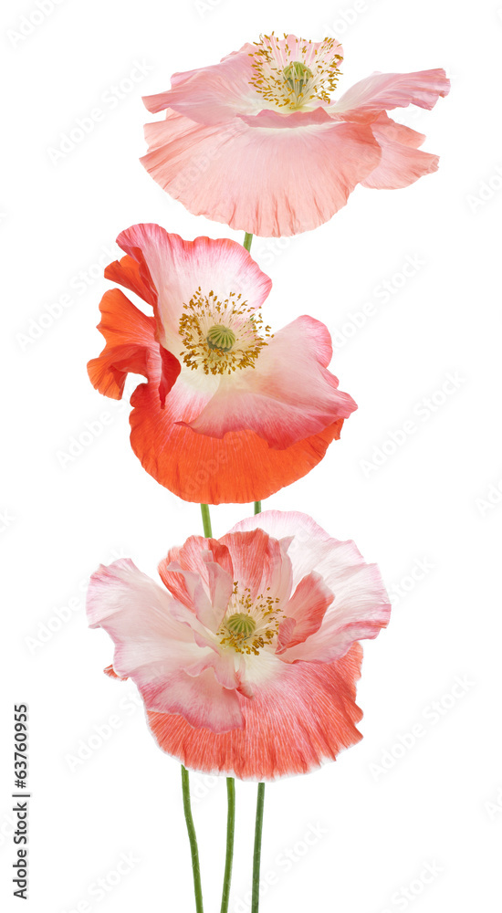 Naklejka premium poppy