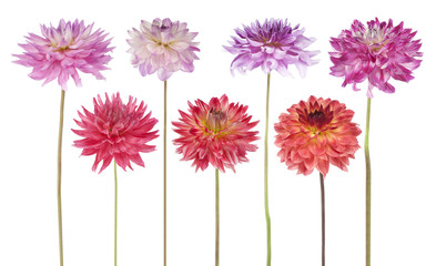 Keuken achterwand Dahlia Roze dahlia in zachte tinten  © _Vilor