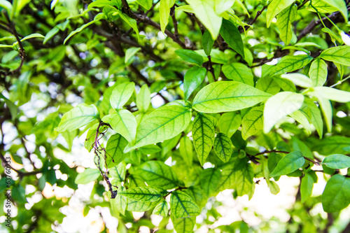 fresh and green leaves  background