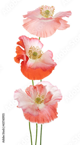 Fototapeta Naklejka Na Ścianę i Meble -  poppy
