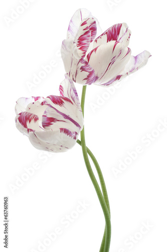 Fototapeta Naklejka Na Ścianę i Meble -  tulip