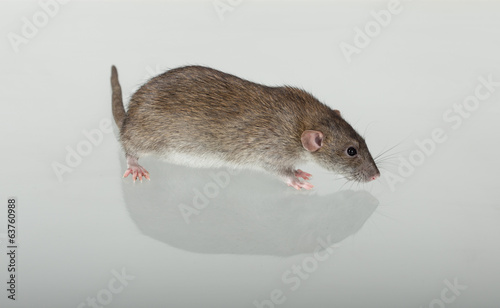 domestic rat and its reflection