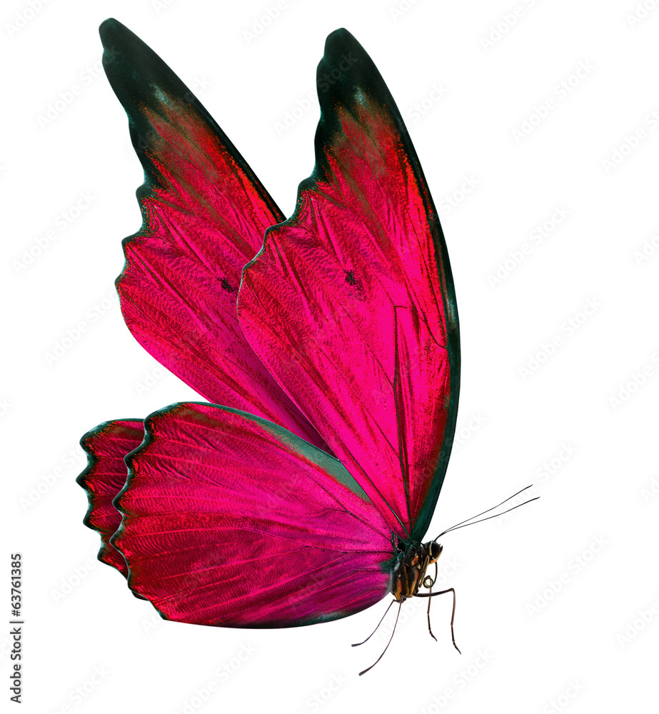 beautiful butterfly isolated on white Stock Photo | Adobe Stock