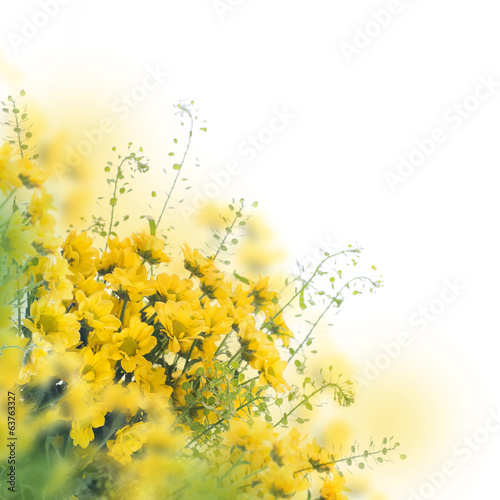 Fototapeta Naklejka Na Ścianę i Meble -  Yellow daisies on white, floral background.