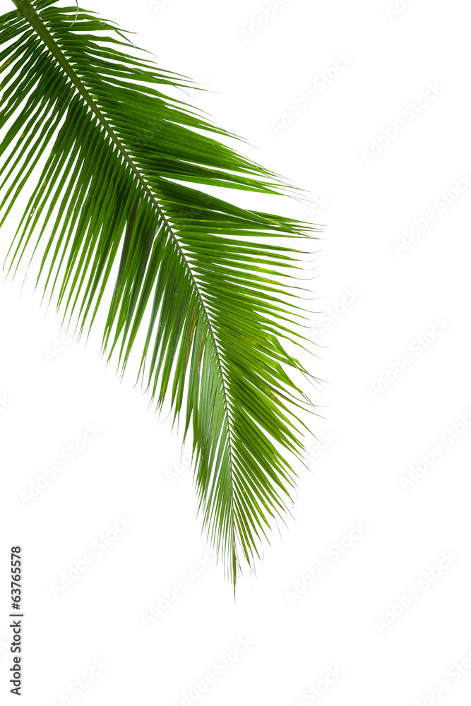 Fototapeta premium Leaves of coconut tree isolated on white background
