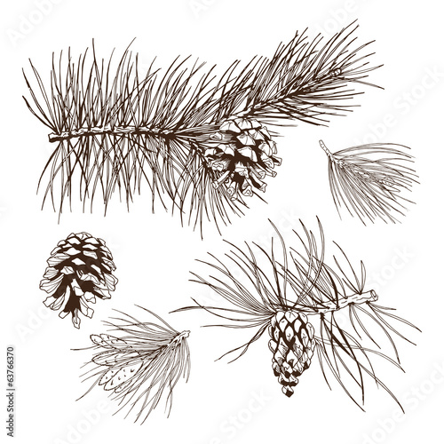 Pine branches design element