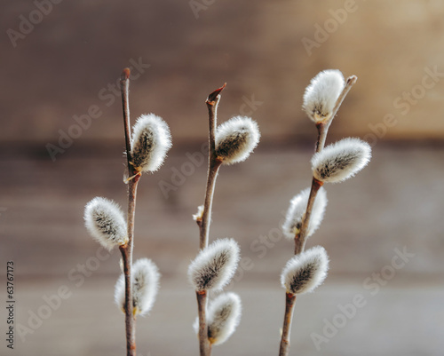 Willow branches