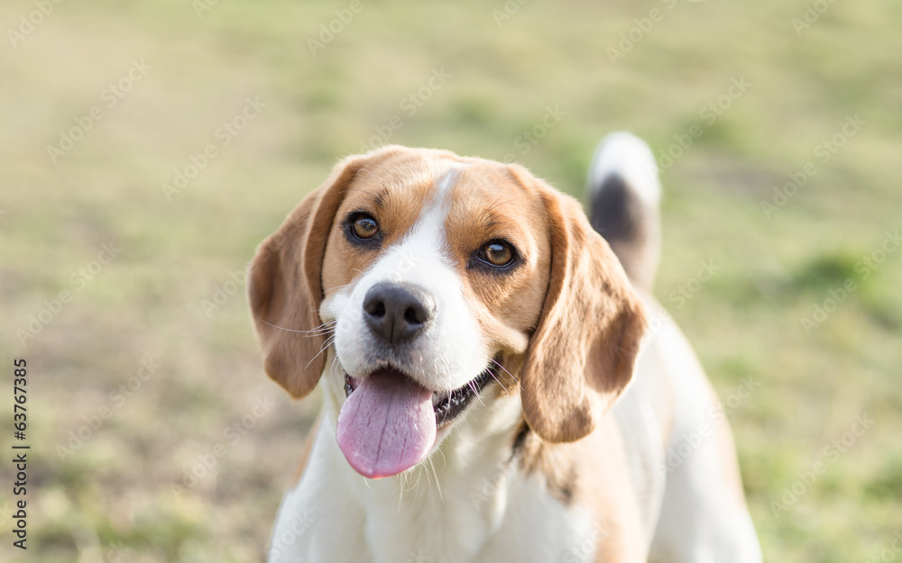 Smart Looking Dog, Beagle