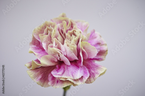 Carnation © mnimage