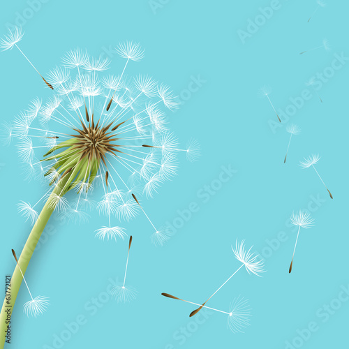 White dandelion with pollens isolated