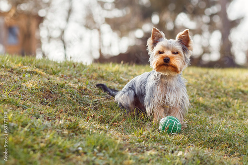 Cute small yorkshire terrier photo