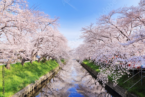 五条川の桜並木
