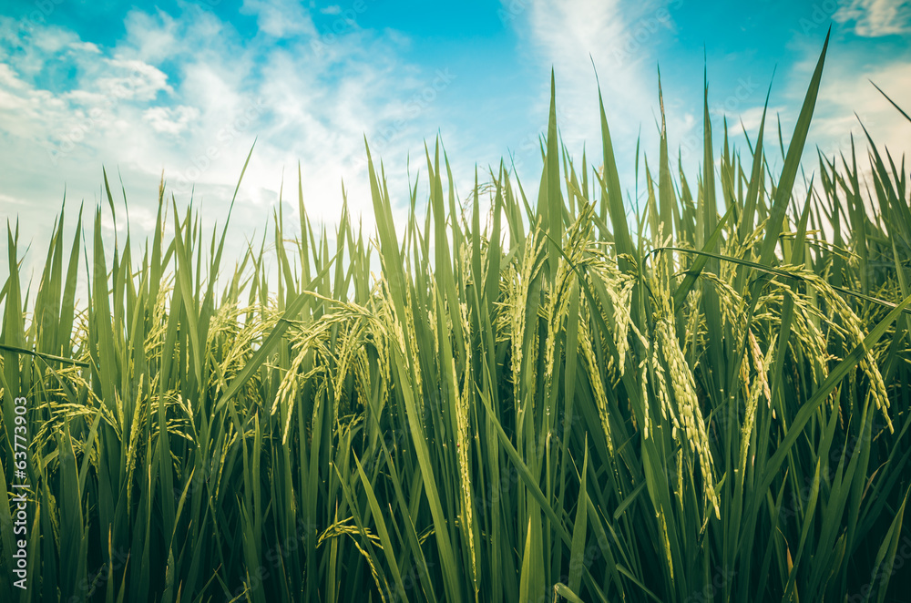 Fototapeta premium Rice field