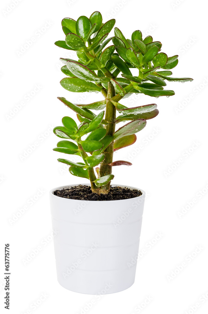 Green Crassula or money tree in white flower pot isolated