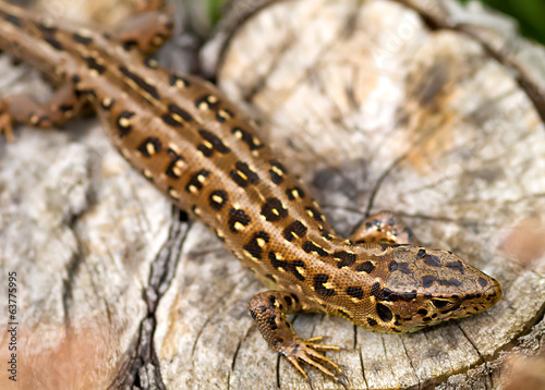 Sand Lizard  Lacerta agilis 