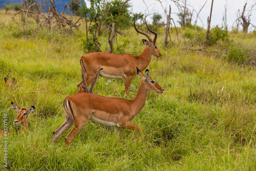 Impala Antilopen