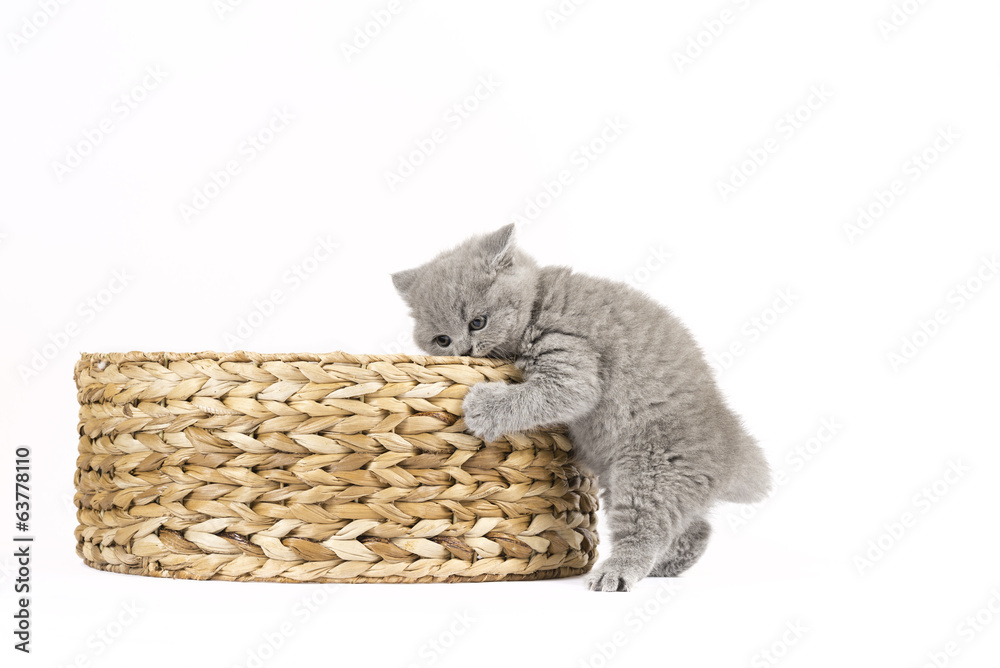 Obraz premium Britisch Kurzhaar BKH Kitten / British Shorthair