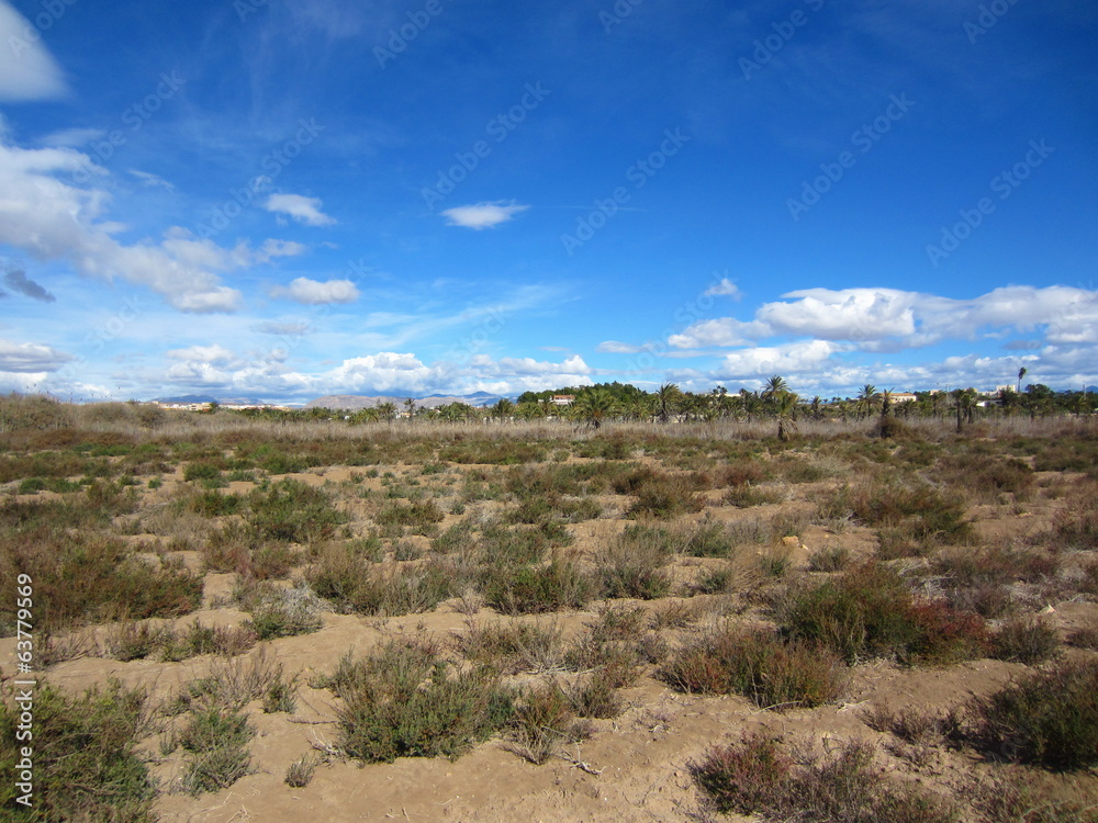 Mediterranean tumbleweed (Kali tragus)