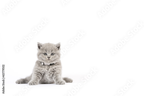 Britisch Kurzhaar BKH Kitten / British Shorthair