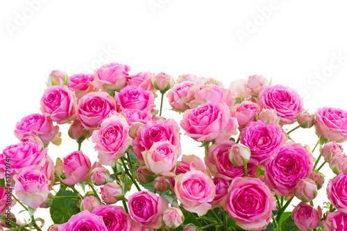border of fresh pink roses © neirfy