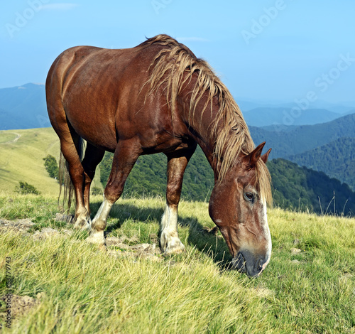 Horse on a background of mountain © kyslynskyy